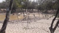 Los estragos de la sequía en el norte provincial