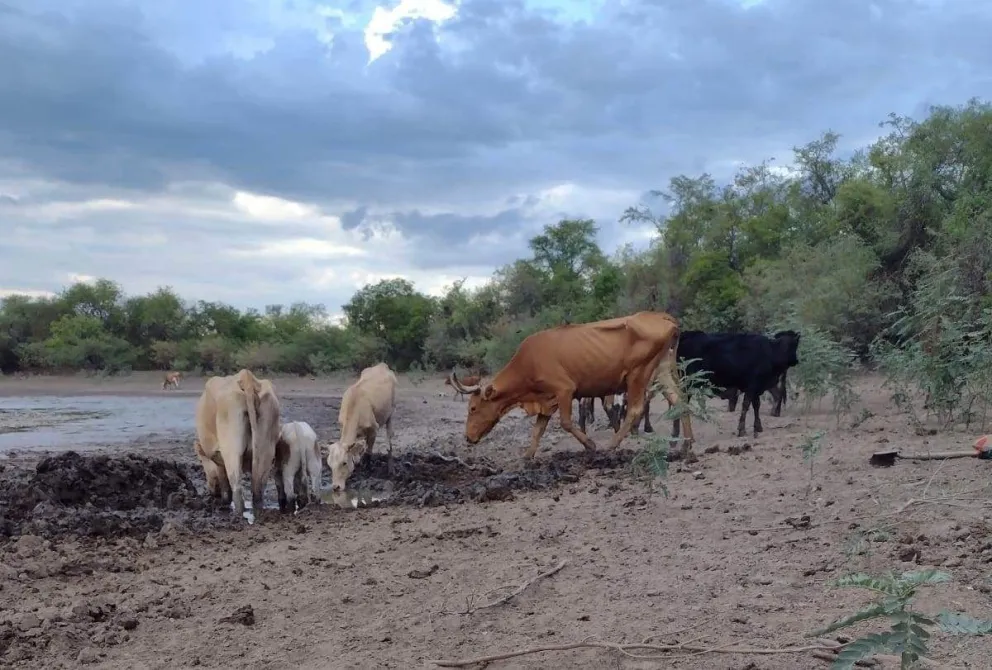 Por la sequía, comenzará a sentirse el faltante de pan y de carne