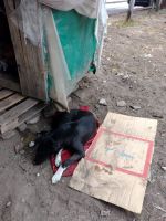 Tristeza: falleció Princesa, la conocida perra malabarista de Salta