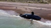 Suman 15 las ballenas muertas en Península Valdés