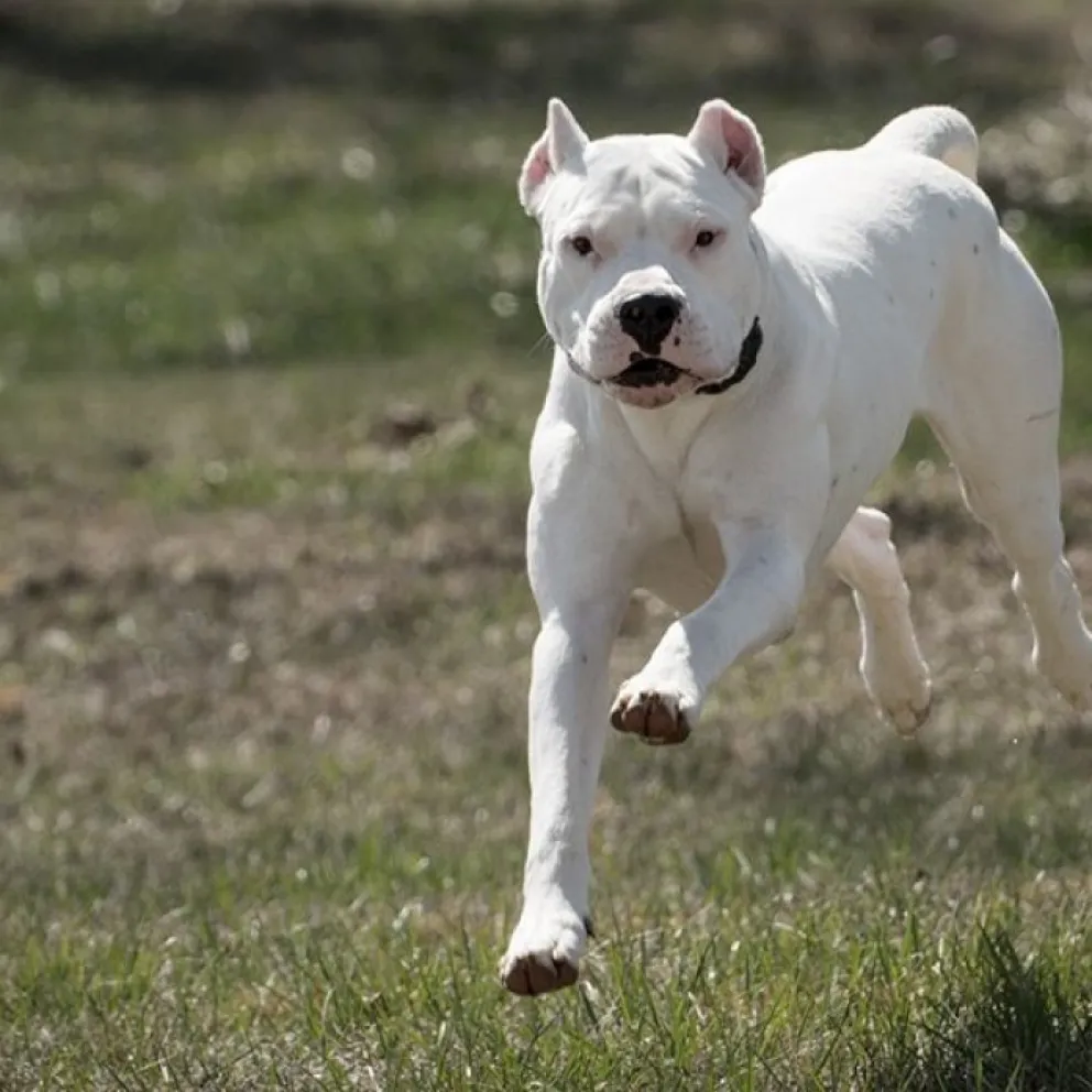 Vecinos en peligro: salteña casi perdió un brazo a manos de un perro