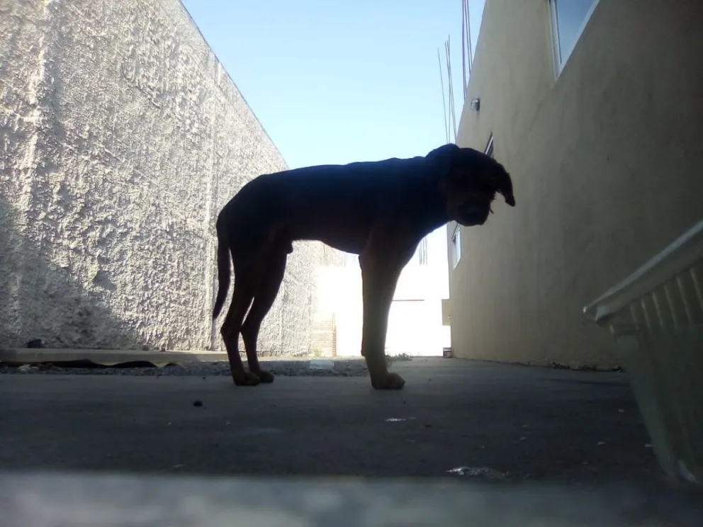 Salteña no sabe a quién recurrir para salvar a este perro: está encerrado y nadie le da de comer