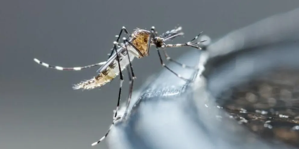 Dengue: los especialistas advierten un posible rebrote