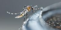 Dengue: los especialistas advierten un posible rebrote