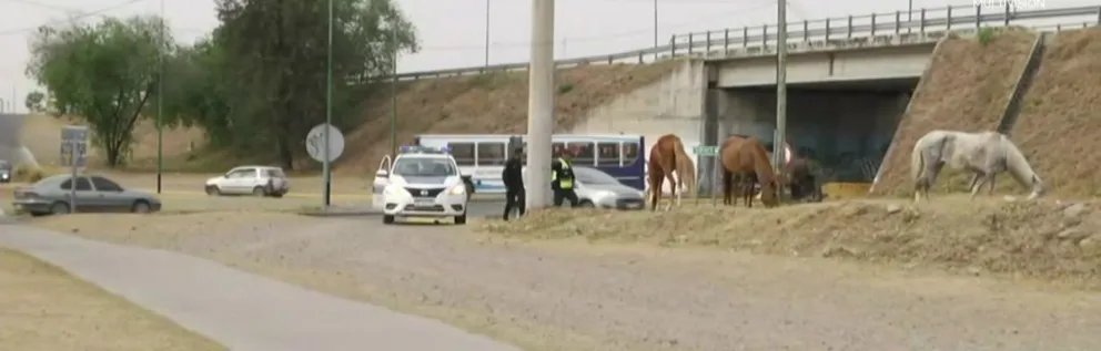 Pudo causar un accidente: autoridades debieron perseguir a cinco caballos por la colectora