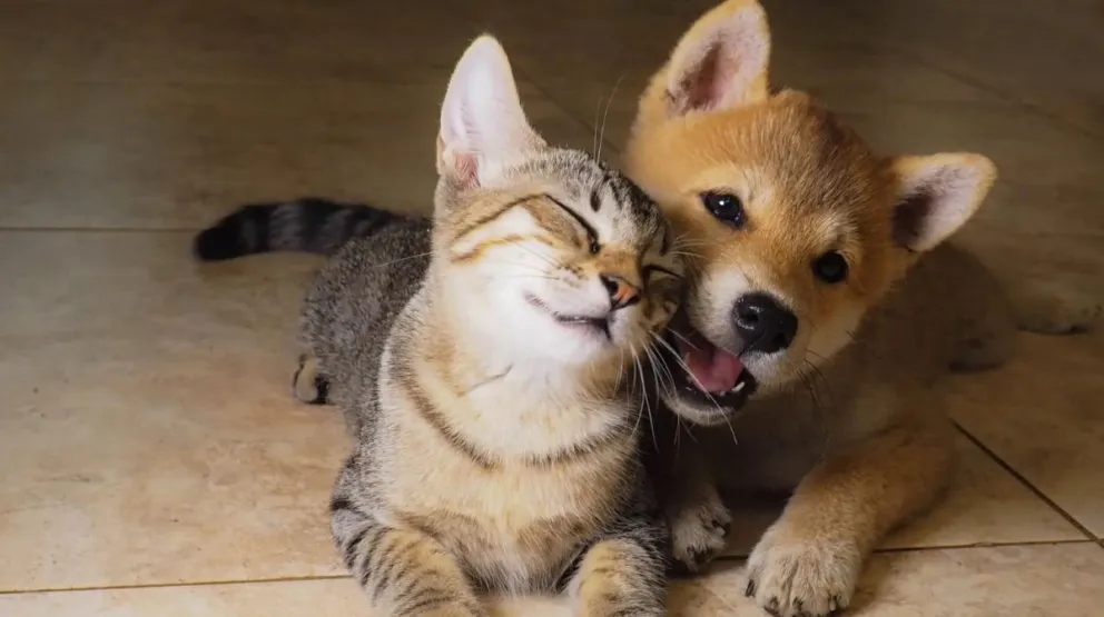 Como Perros y Gatos: lo mejor para tus mascotas