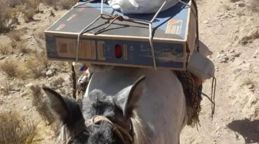 El intendente de Angastaco envió un televisor en mula para que los chicos puedan ver el Mundial de Qatar 2022
