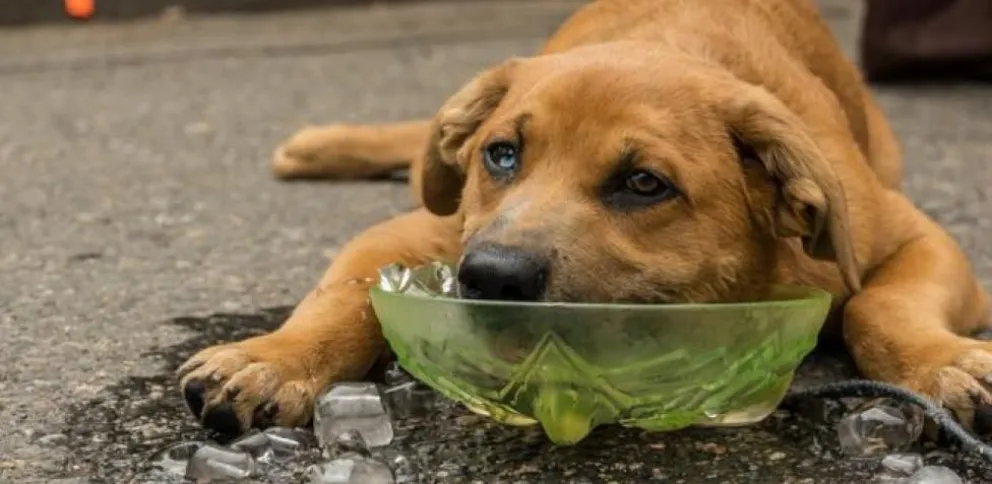 Una salteña denunció la desesperante situación de un perrito en Salta