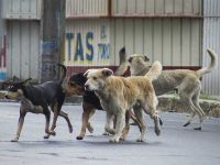 En La Merced construirán un refugio para perros callejeros