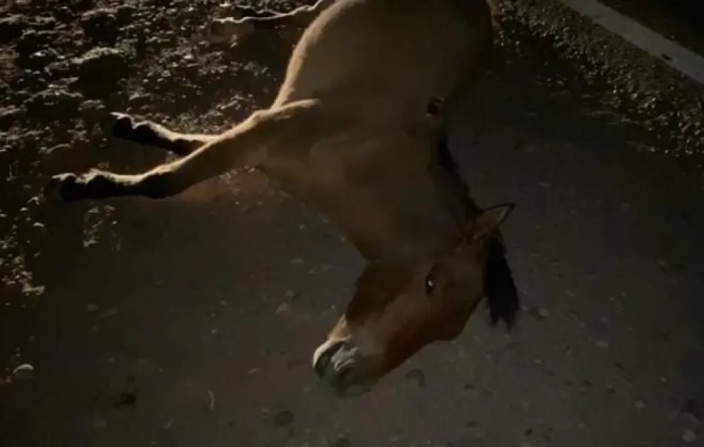 Un caballo murió luego de ser atropellado por un colectivo y un auto