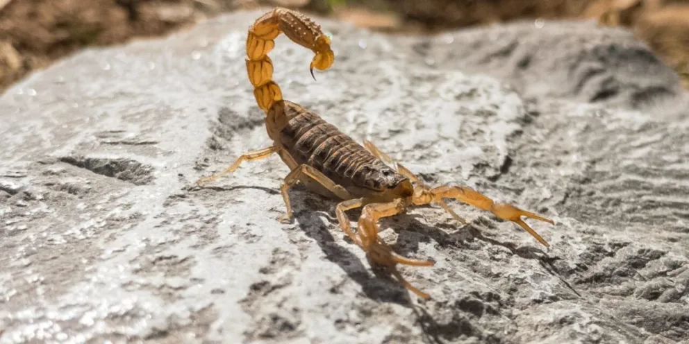 Preocupa la falta de antídoto para las picaduras de alacranes