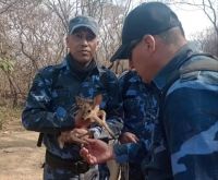 Incendios en el cerro 20 de Febrero: Infantería rescató animales tirados en el suelo, con quemaduras 