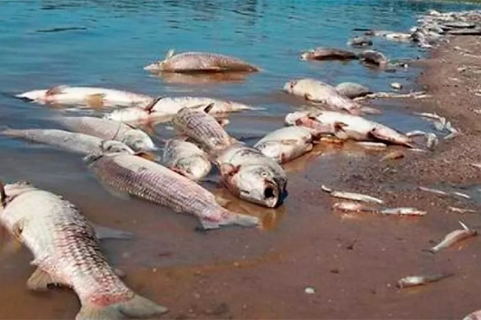 Crece la preocupación por la mortandad masiva de peces