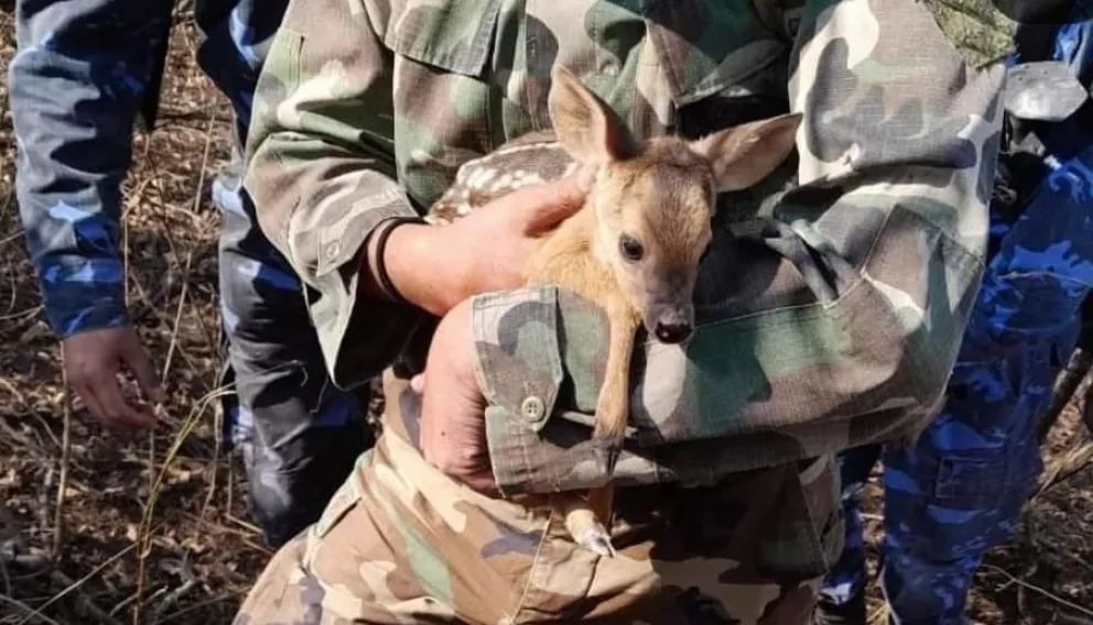 Luego de los incendios: ¿qué hacer si encontramos animales silvestres en zonas pobladas?