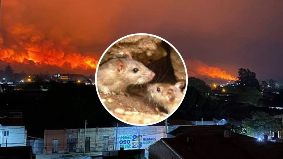 Por los focos de incendios, crece la preocupación por el hantavirus
