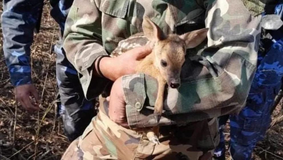 Fundaciones no dan abasto: atienden a los animales que huyen del fuego y necesitan nuestra ayuda