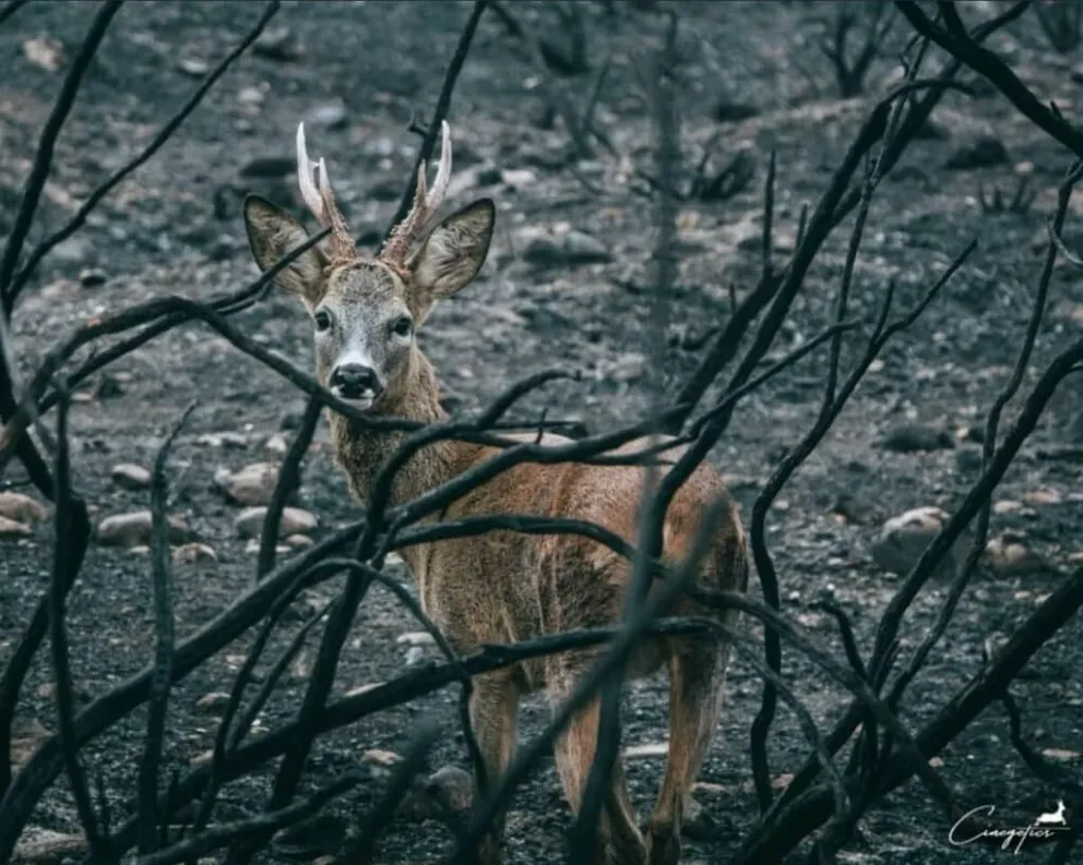 Animales buscan escapatoria tras los incendios en Salta 
