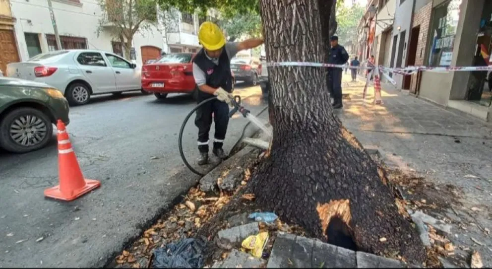 El fuego llegó hasta el centro de la ciudad: un árbol se prendió fuego y alarmó a los vecinos