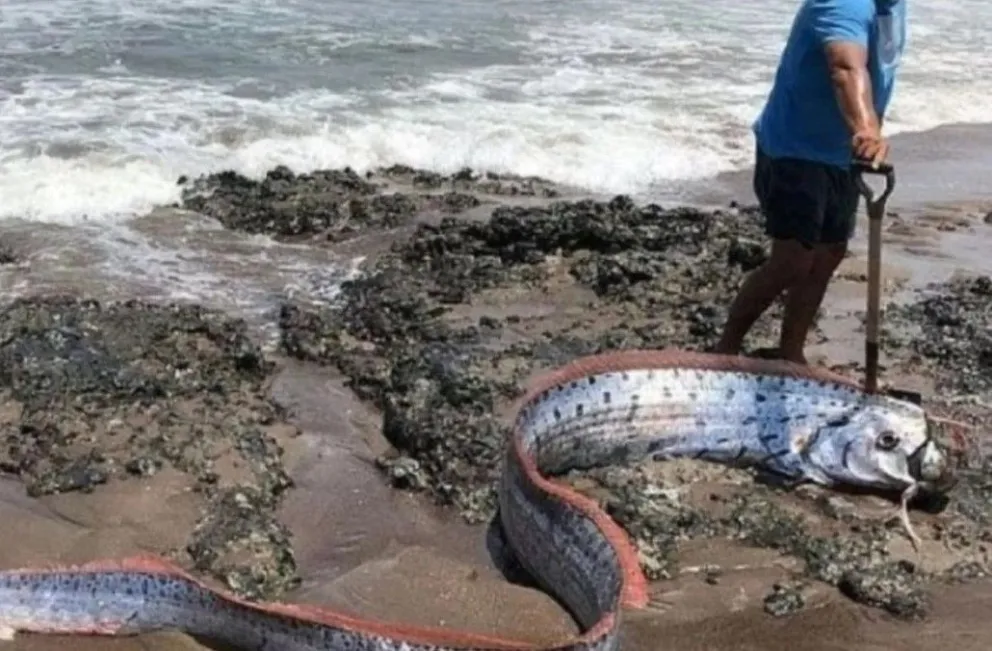 Unos pescadores encontraron al 'pez del fin del mundo', la criatura que anticipa desastres naturales