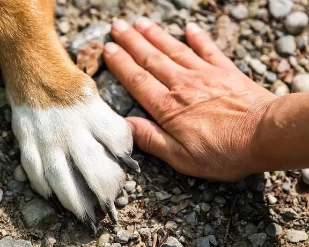 Rescataron a un perrito que había sido enterrado vivo por una retroexcavadora 
