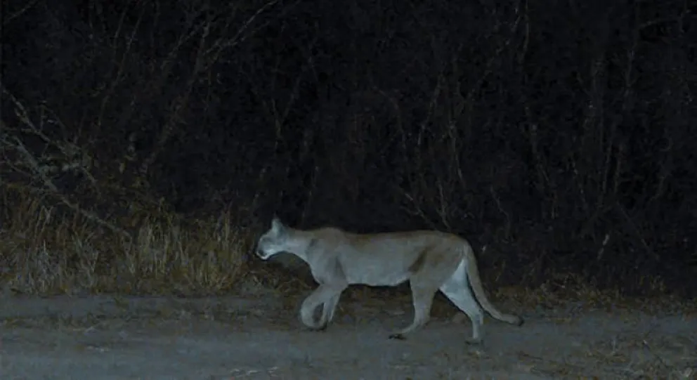 Presencia de Pumas causan temor entre los criadores de Chicoana
