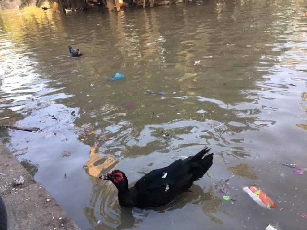 Luego de la muerte de los peces del lago del Parque San Martín, comenzaron las tensiones por la concesión del lugar