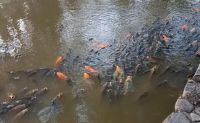 Preocupación en la comunidad, ante la aparición de peces muertos en el lago del Parque San Martín