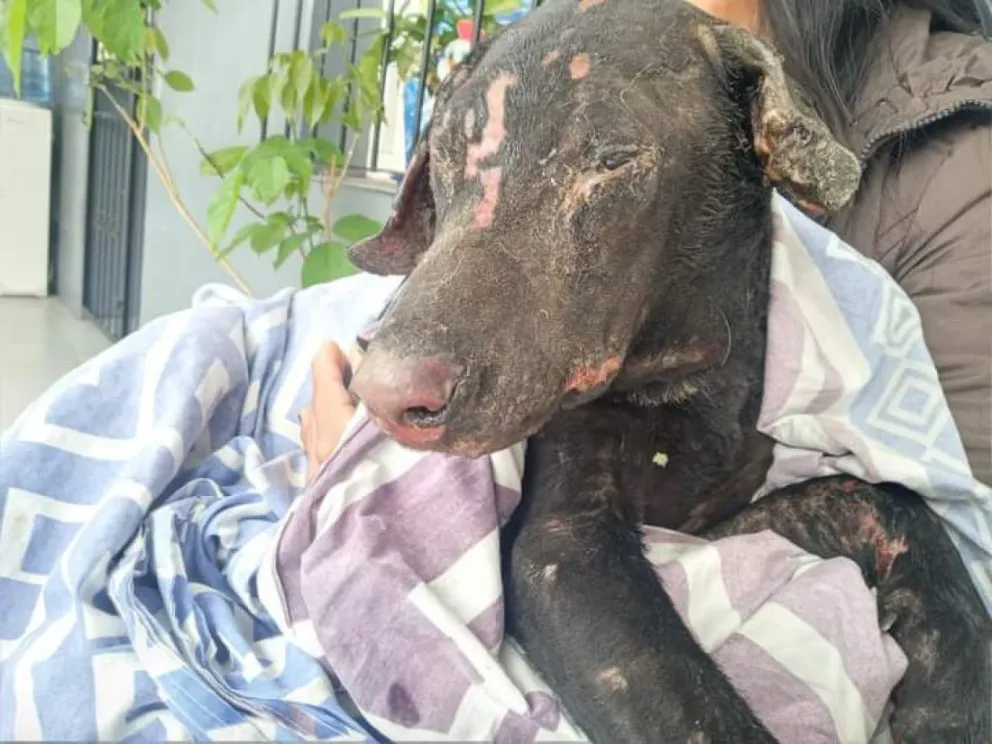 Proteccionistas de animales denunciaron a la causante de la muerte de Zeus: "Es un peligro para la sociedad"