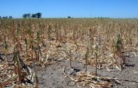 Una sequía histórica está azotando a todo el país, peligra la siembra de soja y trigo