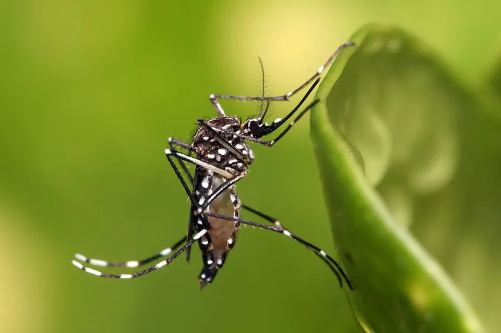 Aumento de casos de dengue en Salta: la mayoría de los contagiados son de Salvador Mazza