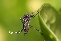 Grandes noticias: Salta no registró casos de dengue positivos 
