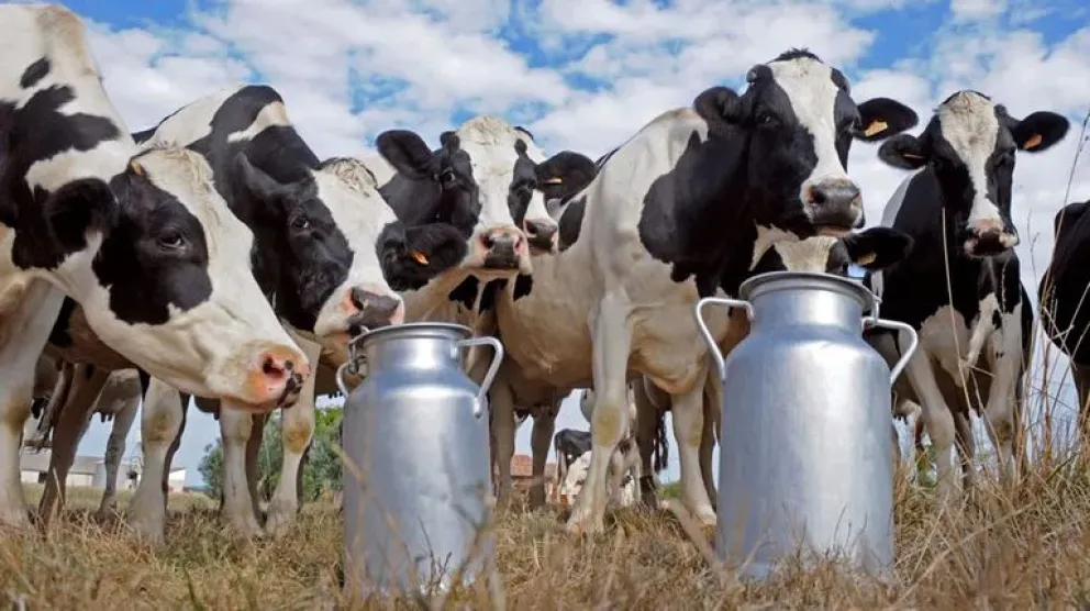Lecheros anuncian un paro de 72 horas, este impactará de lleno en las góndolas
