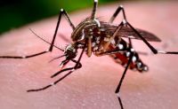 Un posible caso de Chikungunya en Salta alerta a las autoridades médicas