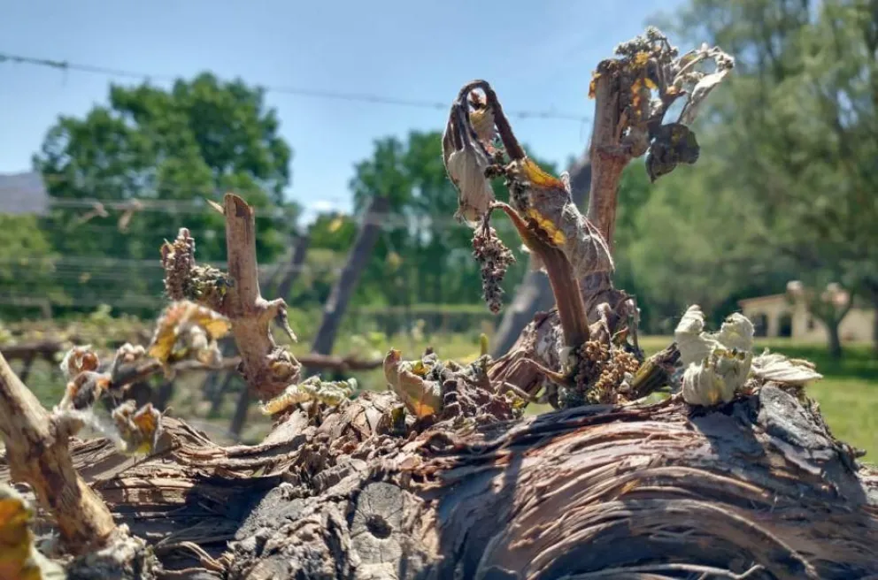 Ante las dificultades climáticas, se declaró la Emergencia Agropecuaria
