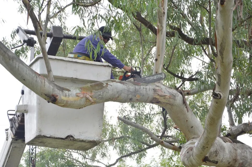 Quejas de los vecinos por poda indiscriminada de árboles en la ciudad