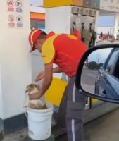 Gratificante: Un empleado de una estación de servicio, bañó a perros callejeros con agua fresca para aliviar el calor