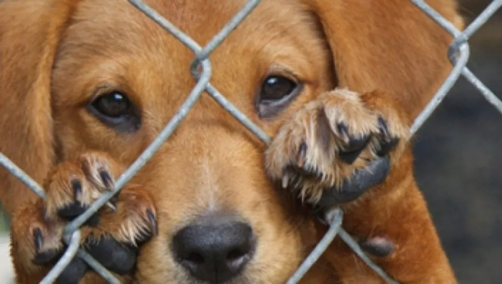 Una mujer denunció en redes sociales el mal trato de un comerciante hacia un perro callejero