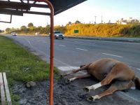 Un caballo suelto provocó un fuerte accidente sobre la Ruta Nacional 40