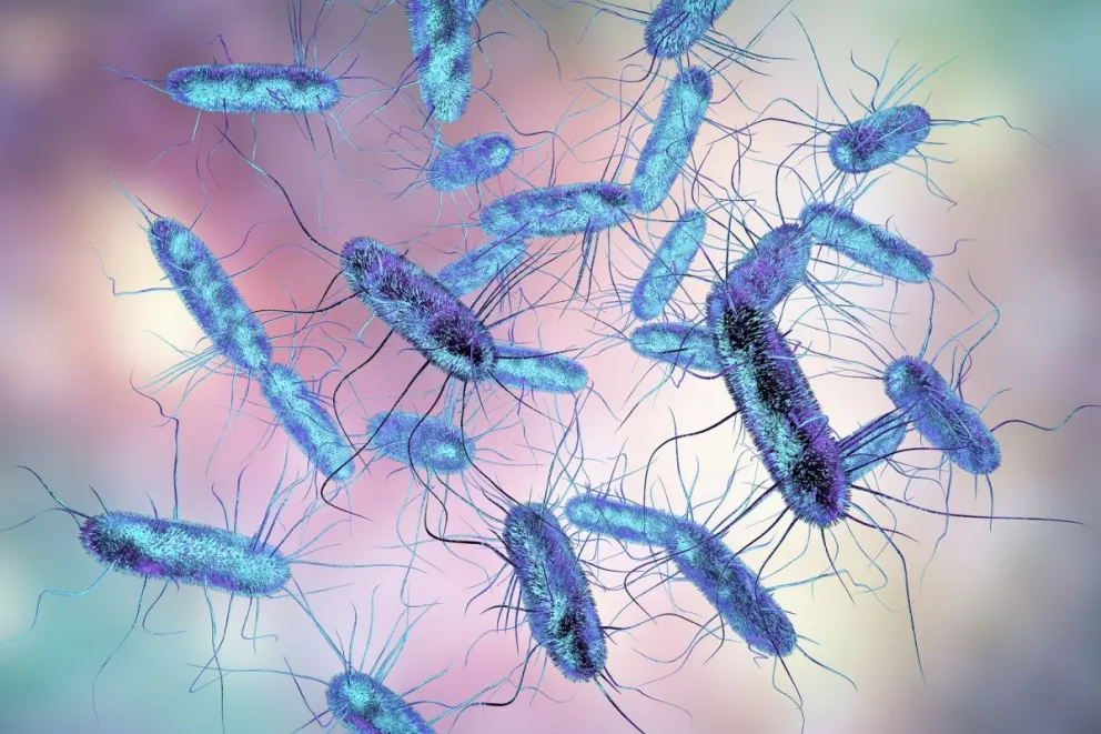 Estas son las nuevas recomendaciones para evitar contagiarse de Salmonella en Salta 
