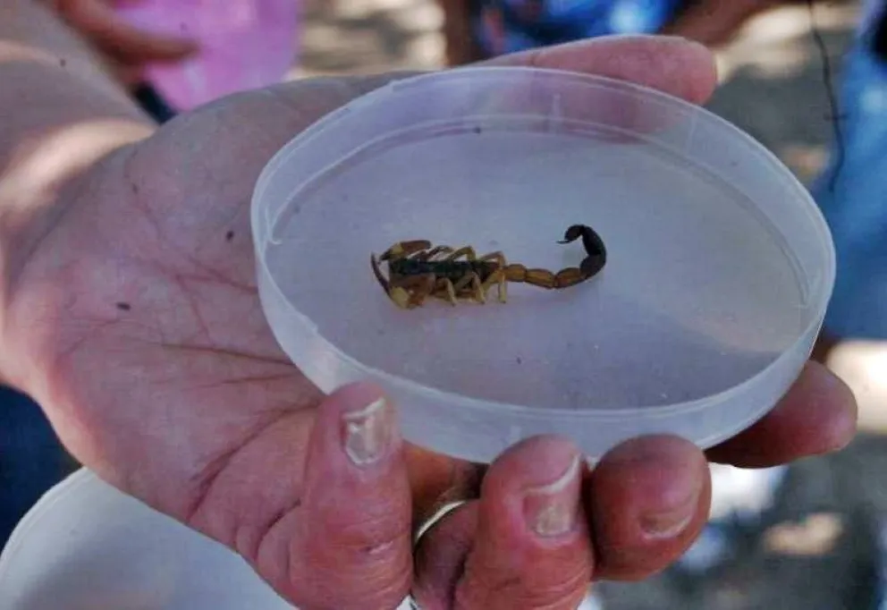 Salta: en lo que va del año ya hay unas 200 picaduras por alacranes y 300 mordeduras de perros