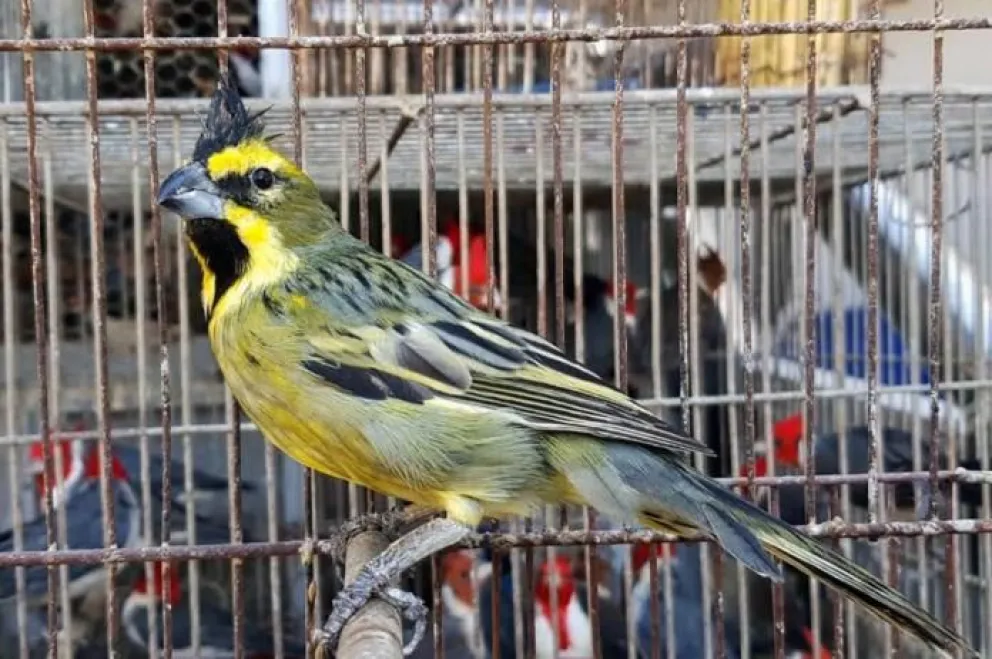 Una salteña vendía aves mediante las redes sociales y terminó de la peor manera