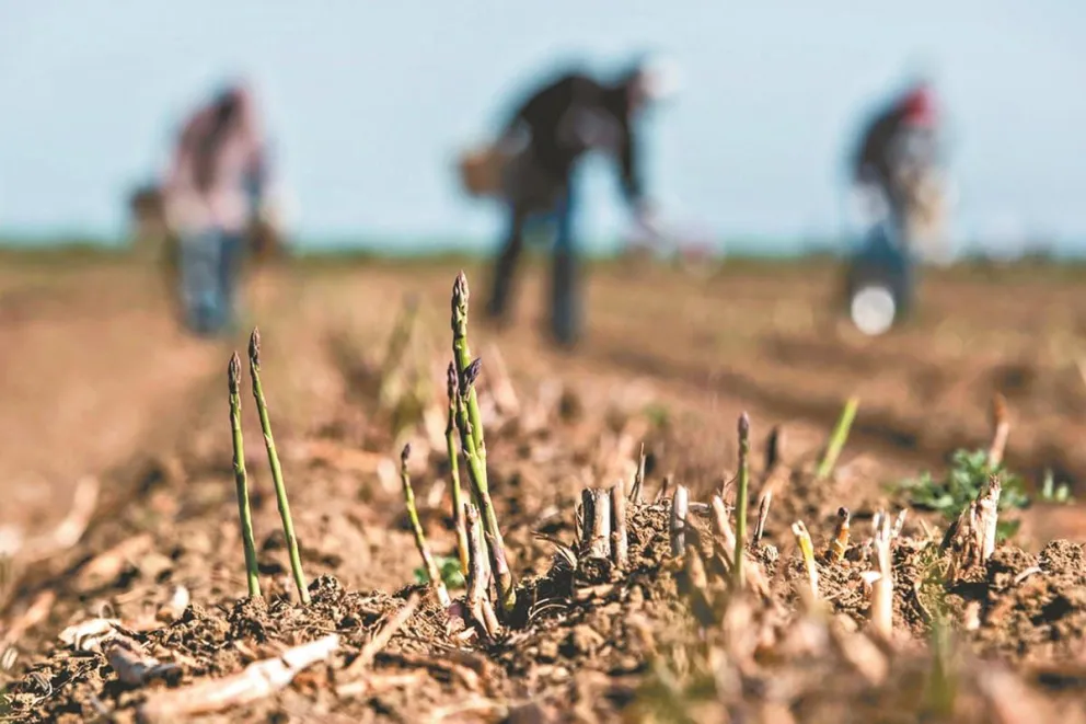 Alarma ganadera: el campo atraviesa una de las peores sequías y preocupa a todos