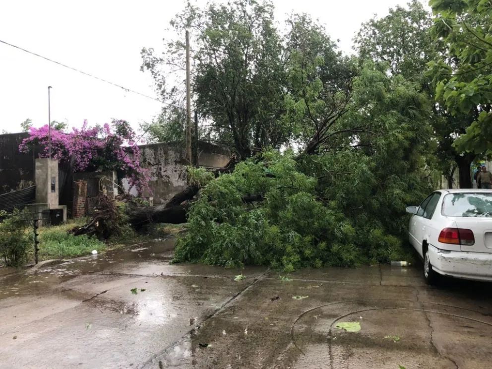 Un fuerte temporal aztó el sur y el este de la provincia: cortes de luz y caída de árboles