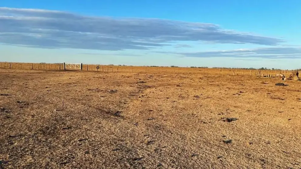 |VIDEO| El norte del país atraviesa una sequía histórica, se estiman pérdidas millonarias para este año