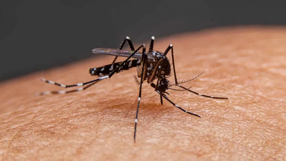 Alertan sobre la posible proliferación del dengue: las medidas de prevención que hay que tener en cuenta