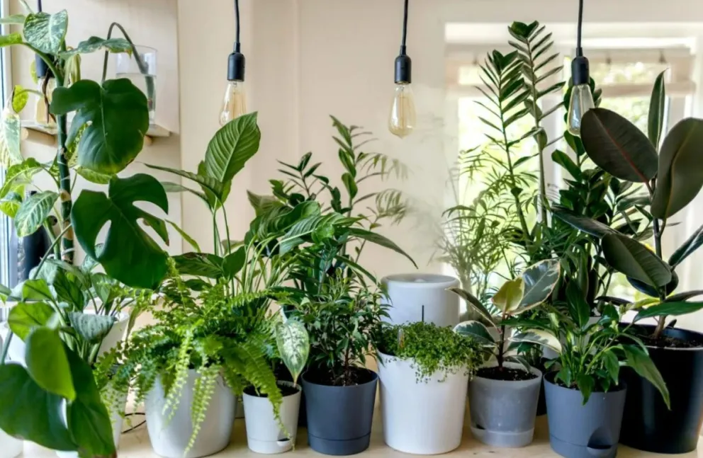 Salta Green + Verde: se viene la primera feria edición de esta feria de artesanos, productores y viveristas