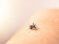Dengue en Argentina: detectaron mutaciones de mosquitos resistentes a los insecticidas