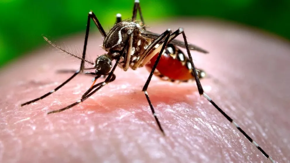 Alerta en Salvador Mazza: confirman el 2° caso de dengue y 5 casos en estudio