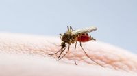 Dengue: se confirmó el tercer caso en la provincia