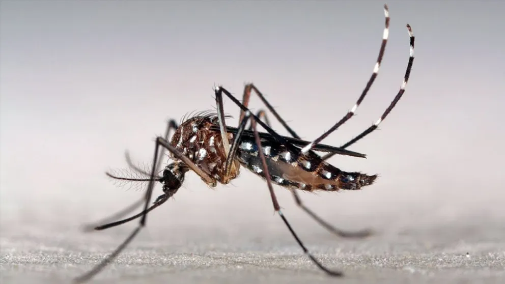 Prevención contra el dengue: esto es lo que tenés que hacer para evitarlo